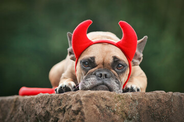 Cute French Bulldog dog wearing Halloween costume with red devil horns and tail