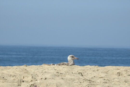 A seagull relaxing in the cool sand at Newport Beach, In Orange County, California.