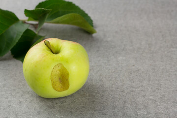Ripe garden apple on grey background with copy space