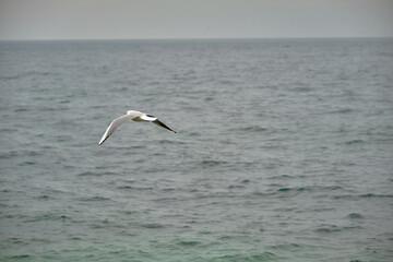 Fototapeta na wymiar Single seagull flying above the sea of mudanya bursa during overcast and rainy day.