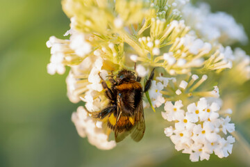 Eine Hummel zwischen weißen Blüten im Sonnenlicht.