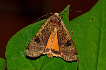 Hausmutter (Noctua pronuba) 