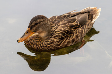 duck on the water