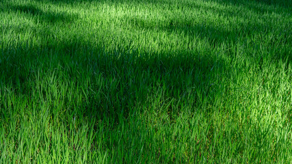Fototapeta na wymiar Green grass lawn into sun light with dark shadow into rural summer field. Nature sbstract background