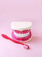 Toothbrush and human jaw mockup. Study guide for children and students.