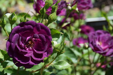 Purple roses