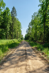 Fototapeta na wymiar Straight sandy road with tread marks in green forest. Summer sunny day in the forest. Nature landscape background