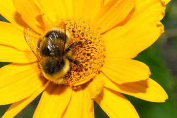Single bumblebee on a yellow flower collects pollen. Insects in the wild background