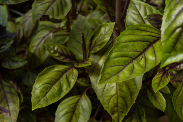 Lush basil in the garden