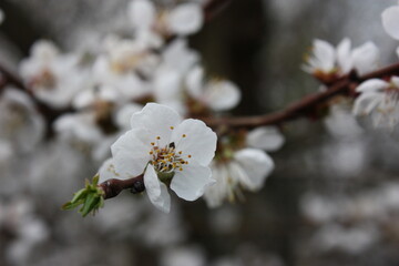 blossom in spring