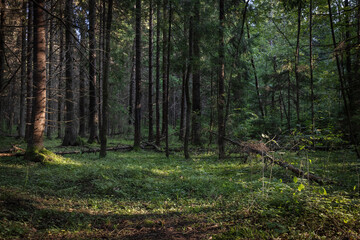 A walk in the forest, illuminated by sunlight at sunset in summer.