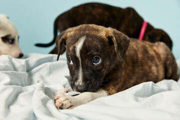 Close up of brown puppy lying down and looking curiously.