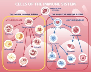 Fototapeta Scheme of appearance of cells of immune system. Infographics with difference between innate and acquired immunity. Algorithm of cell division. Cartoon flat vector illustration on pink background obraz