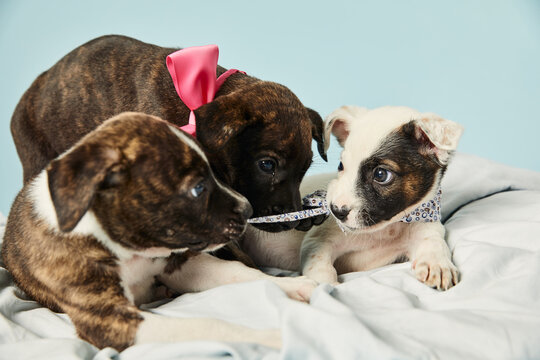 Three puppies playing and biting each other.