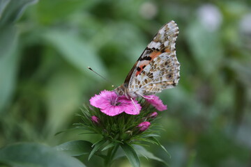 butterfly on flower