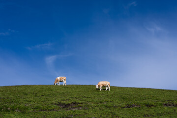 Fototapeta premium deux vaches marrons sur une colline sous un ciel bleu