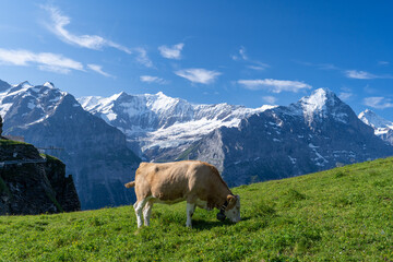 une vache laitière broute dans des alpages avec des montagnes enneigées