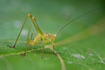 jumping funny grasshopper looking at camera