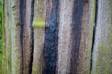 Eucalypt bark