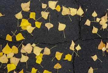 yellow leaves on asphalt