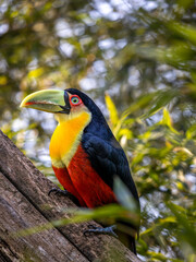 O tucano-de-bico-verde (Ramphastos dicolorus) é uma espécie de tucano nativa do Brasil, Bolívia, Argentina e Paraguai. Tucano de Bico Verde