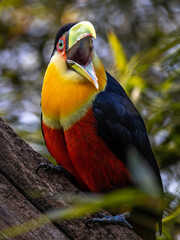 O tucano-de-bico-verde (Ramphastos dicolorus) é uma espécie de tucano nativa do Brasil, Bolívia, Argentina e Paraguai. Tucano de Bico Verde
