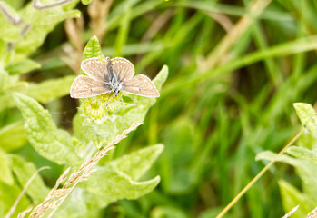 A Brown Argus butterfly (Aricia agestis) on wild yellow flowers beside an agricultural field in Suffolk, UK