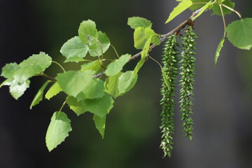 branch of a birch