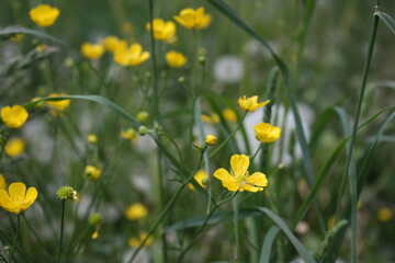 yellow flowers in a field