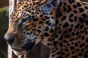 A onça-pintada ou jaguar (Panthera onca), rosto, focinho e olhos. Zoom no rosto