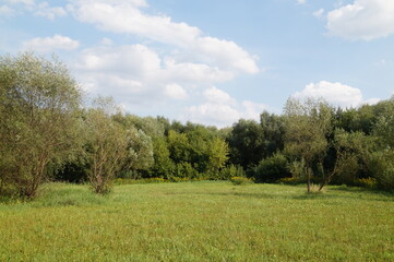 landscape with trees