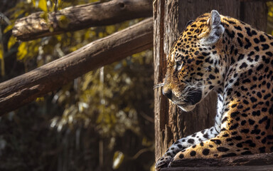 A onça-pintada ou jaguar (Panthera onca), deitada de lado na árvore