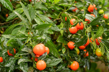 jerusalem cherry, beautiful but its berries are poisonous