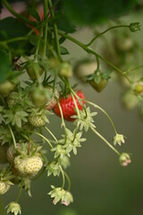 first ripe strawberry