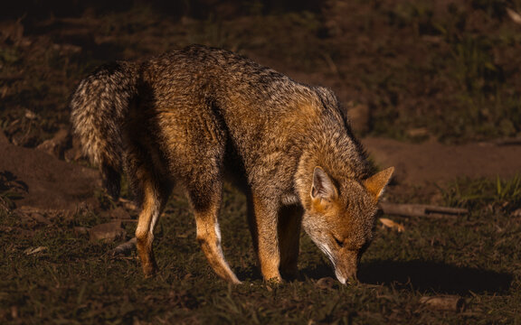 Cachorro-do-mato, cachorro do mato, Graxaim-do-mato, raposa, lobinho, lobete, rabo-fofo, guancito, fusquinho | Crab-eating fox | Cerdocyon thous 
