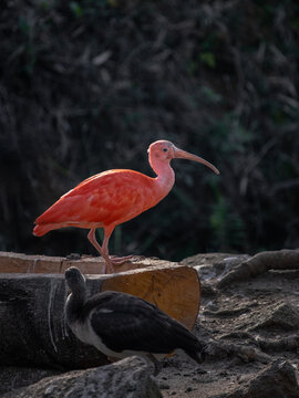 Guar&aacute;, ave da america do sul de uma cor vermelho e rosa muito bonita no Brasil. Eudocimus ruber