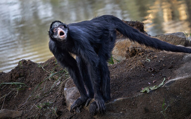 Macaco-aranha-de-cara-branca. Macaco aranha de cara branca (Ateles marginatus). Primata endêmico do Brasil em perigo de extinção. Amazônia, Brasil