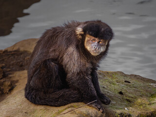 Macaco Prego, primata do Brasil, Sentado em Uma pedra, bebendo água e observando o ambiente....