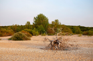 Shrubs and a dead tree on the shore of the lake. After the dry period, the water receded and left behind shrubs and dead trees.