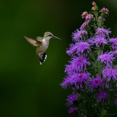 hummingbird