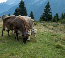 Fototapeta na wymiar mucche al pascolo in montagna