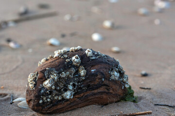 Bay barnacle (Amphibalanus improvisus) on a piece of wood on a sandy Baltis sea shore