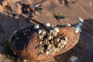 Bay barnacle (Amphibalanus improvisus) on a piece of wood on a sandy Baltis sea shore