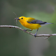 Prothonotary warbler