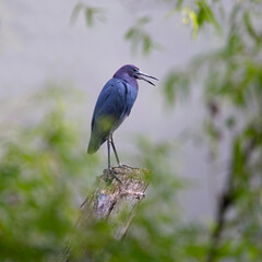 little blue heron