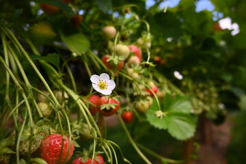 strawberry flowers in summer