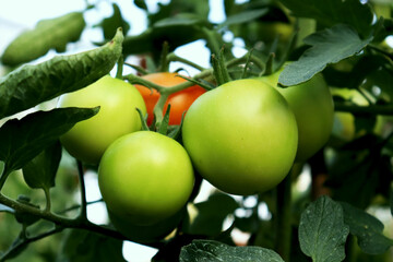 Green and red tomatoes ripening on a branch in a greenhouse, close-up. Organic farm, farming and harvesting concept.