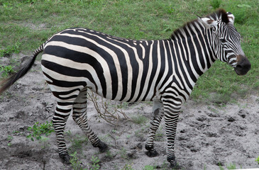 Fototapeta na wymiar zebra in the wild 2