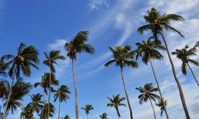 Fototapeta na wymiar palms beach , caribbean sea , paradise beach , Venezuela