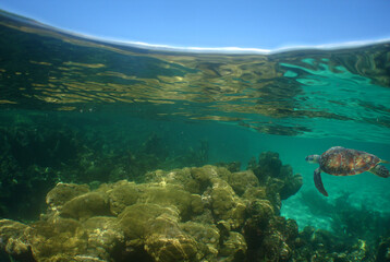 underwater reef coral , caribbean sea , Venezuela